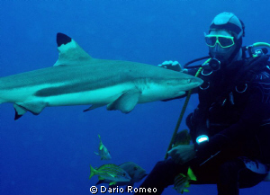 Shark , Black Tip "dog shark" it is caressed by a diver by Dario Romeo 